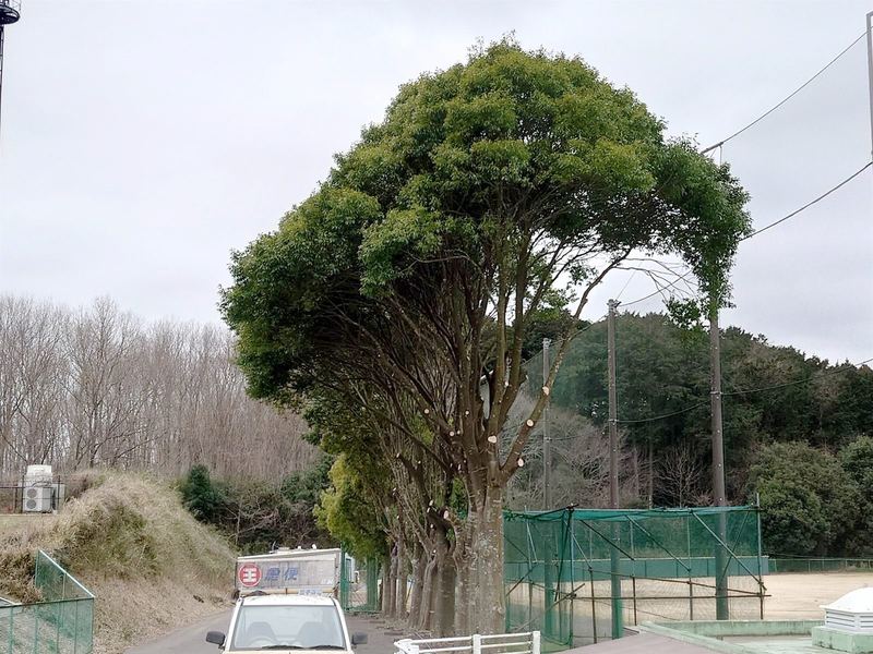 樹形管理・高木剪定