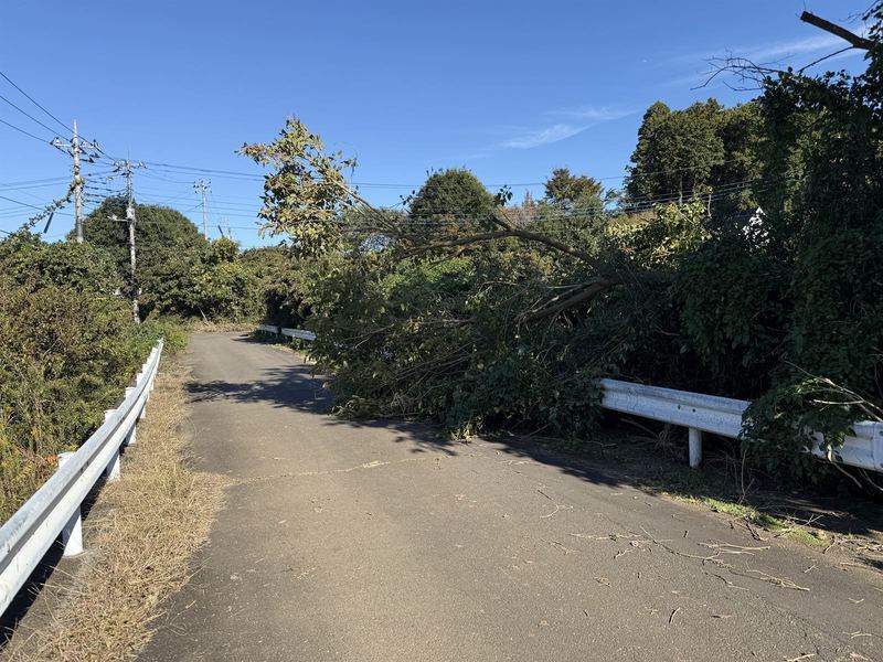 道路の倒木処理
